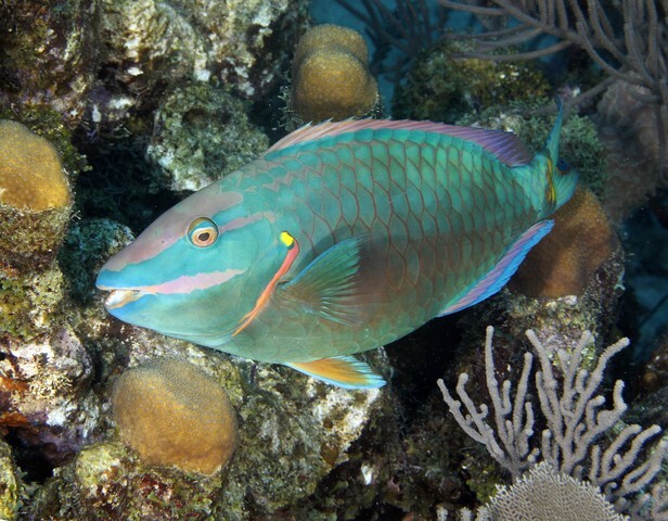 Colorful parrot fish hiding in coral